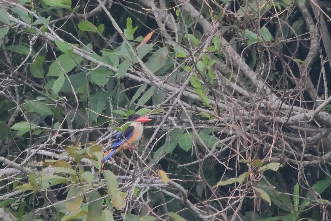 Kara Başlıklı Yalıçapkını - ML646675642