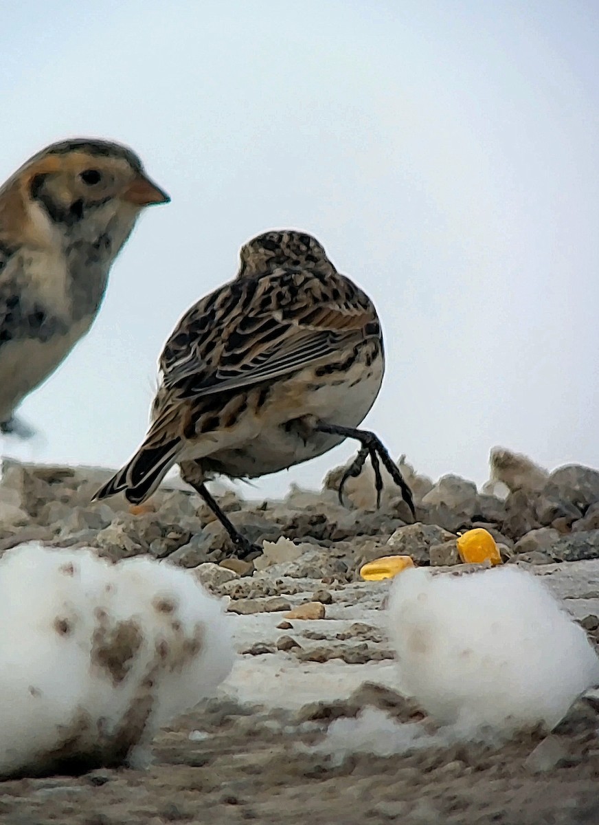 Zigolo della Lapponia - ML646675643