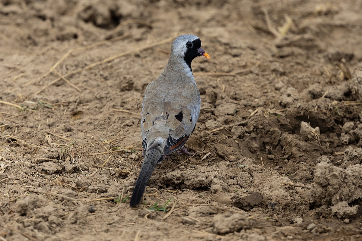 Namaqua Dove - ML646675644