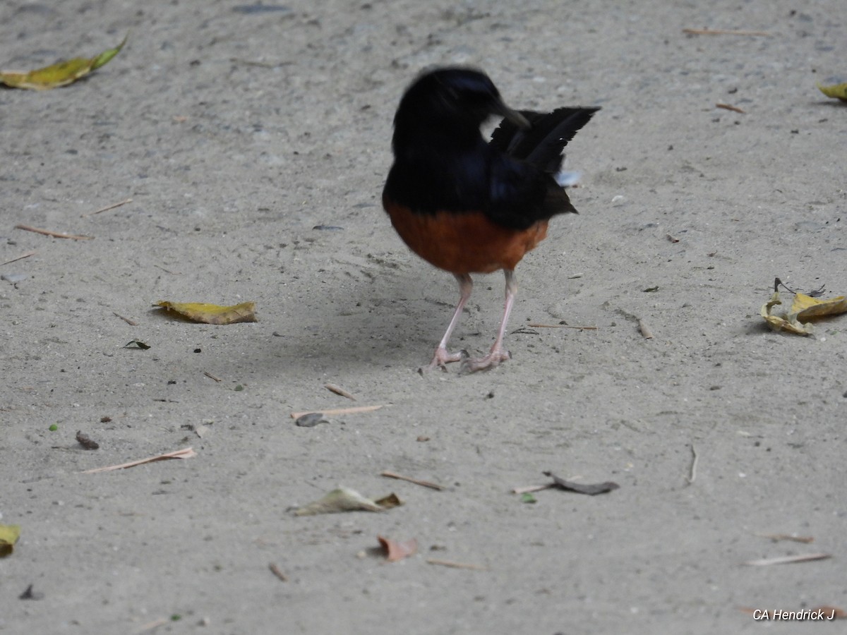 White-rumped Shama - ML646675650