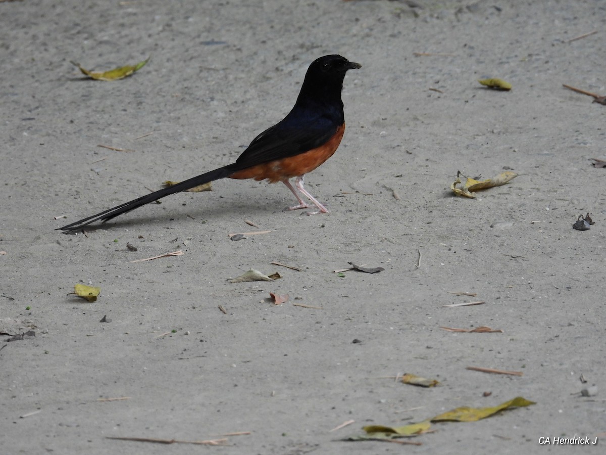 White-rumped Shama - ML646675651