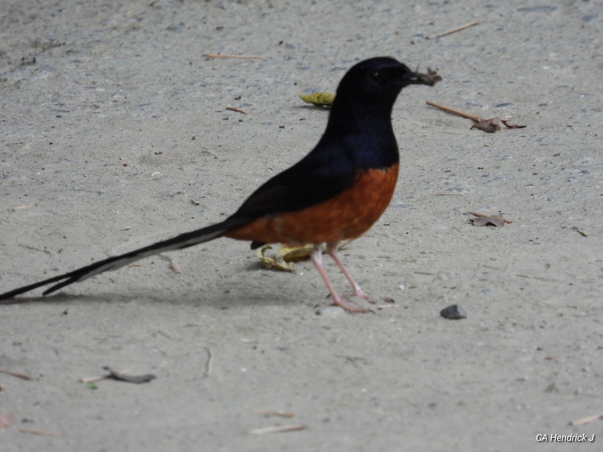 White-rumped Shama - ML646675652