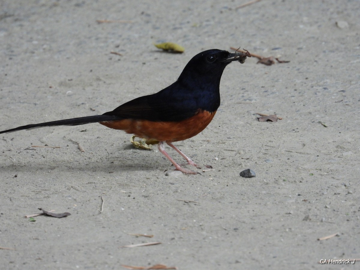White-rumped Shama - ML646675653