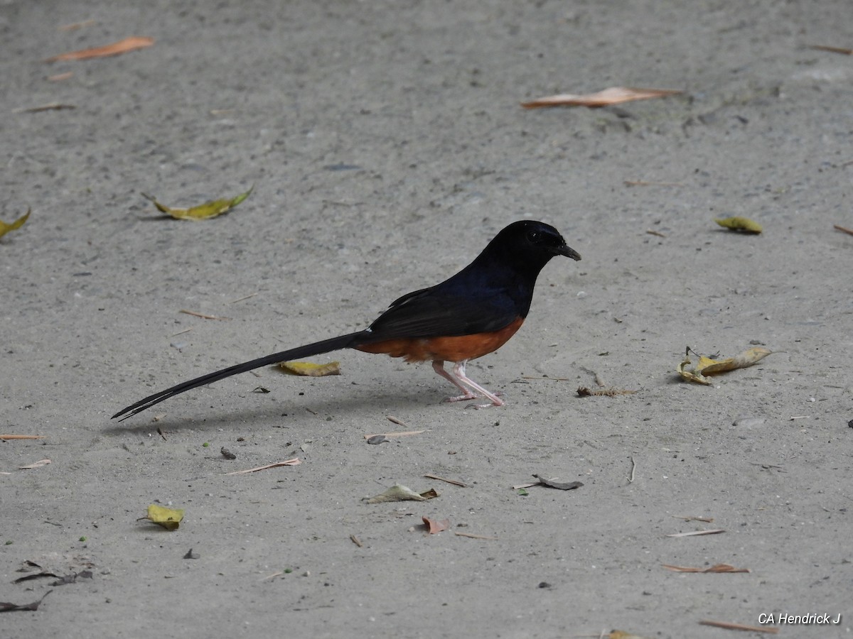 White-rumped Shama - ML646675654