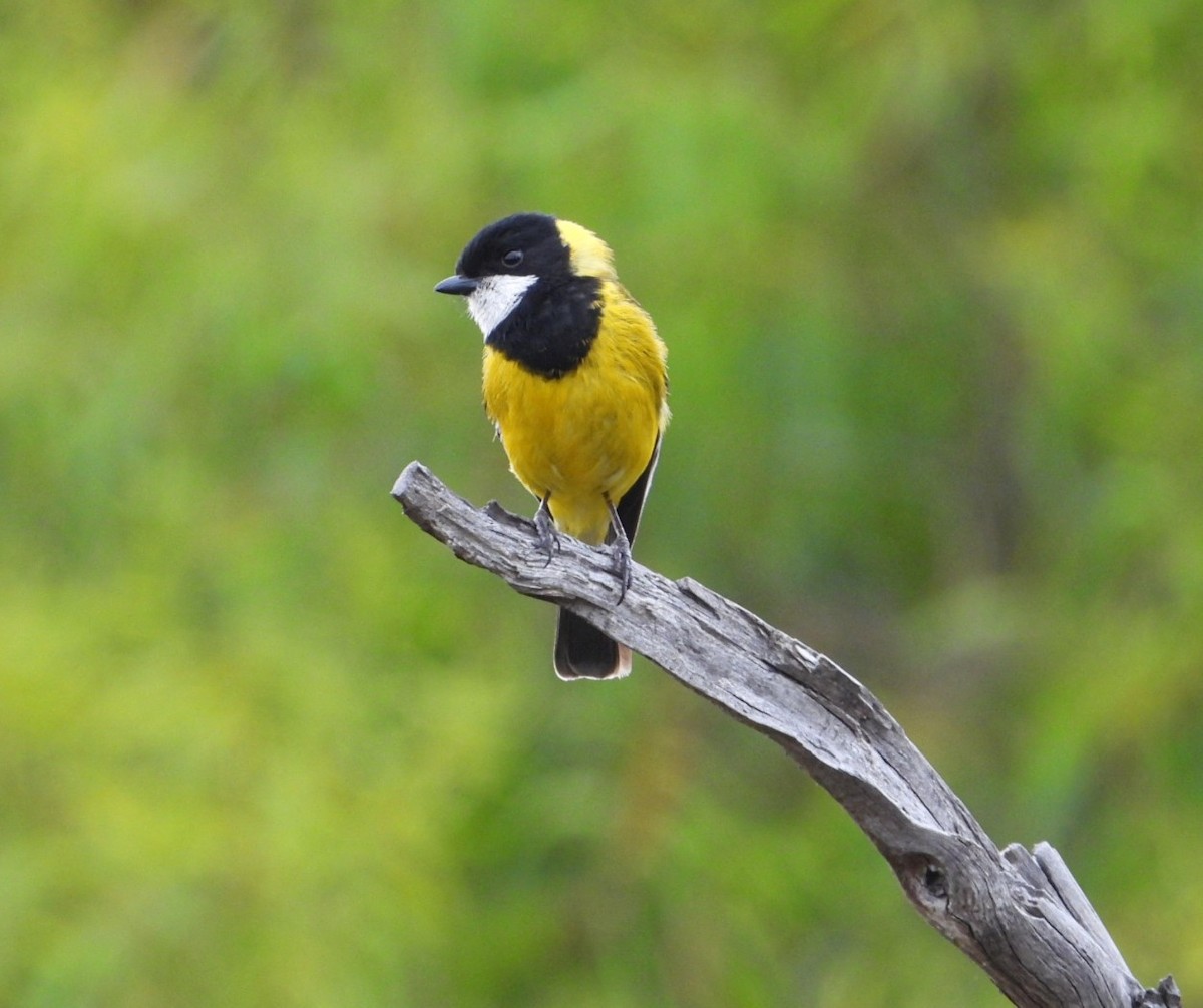 Golden Whistler - ML646675655