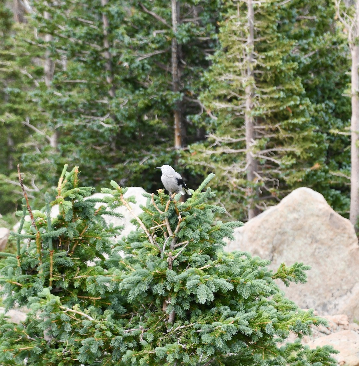 Kiefernhäher - ML646675657