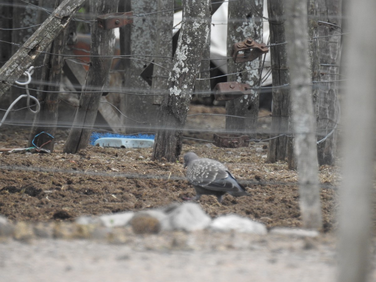 Fleckentaube - ML646675658