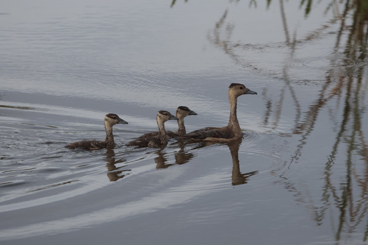 Cava Islıkçı Ördeği - ML646675659