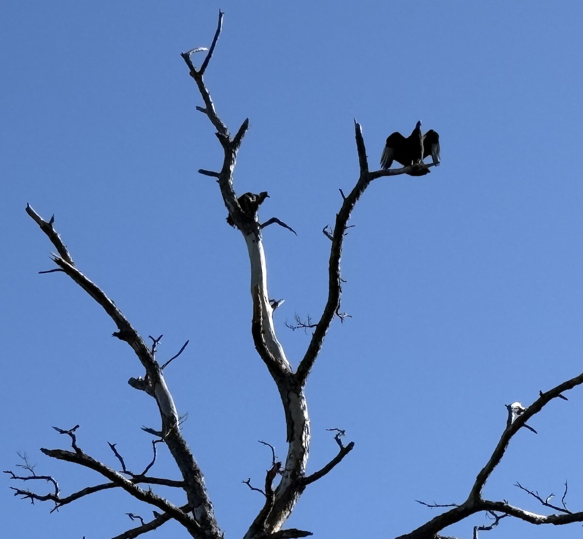 Black Vulture - ML646675661