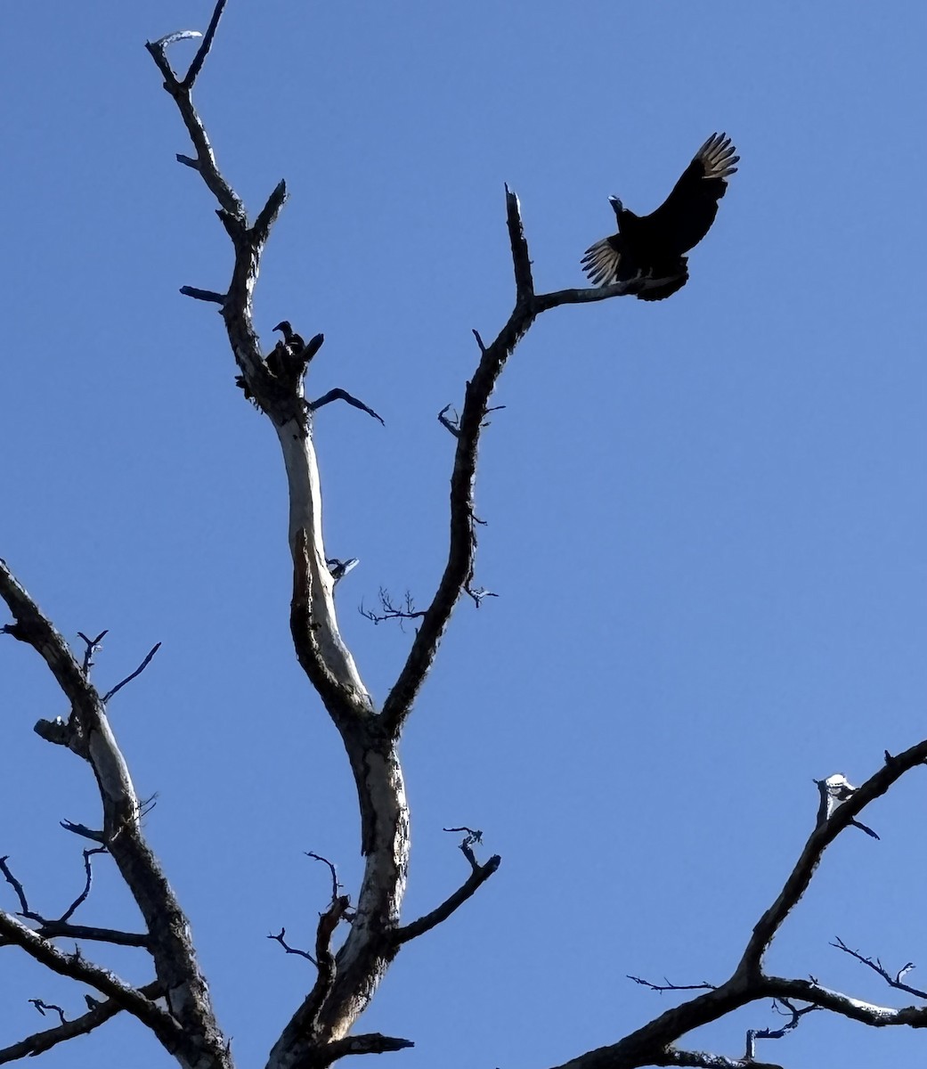 Black Vulture - ML646675662