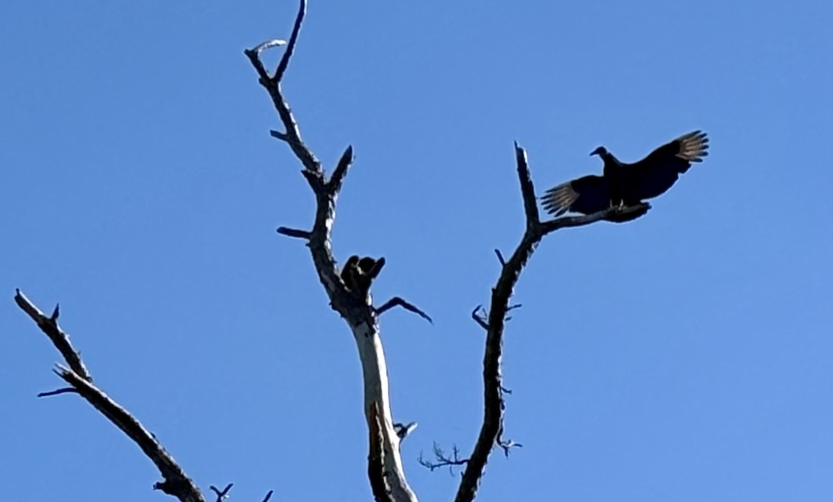 Black Vulture - ML646675663