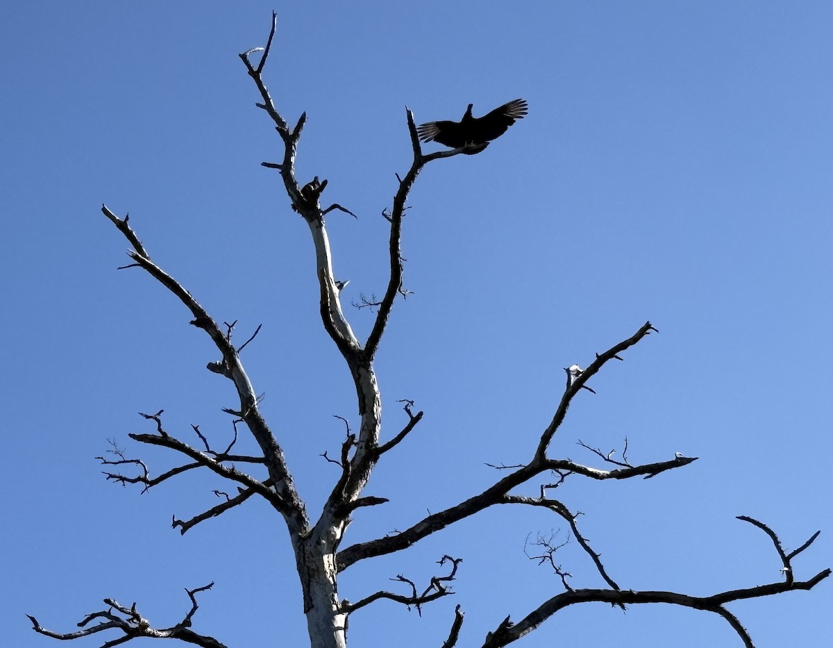 Black Vulture - ML646675664