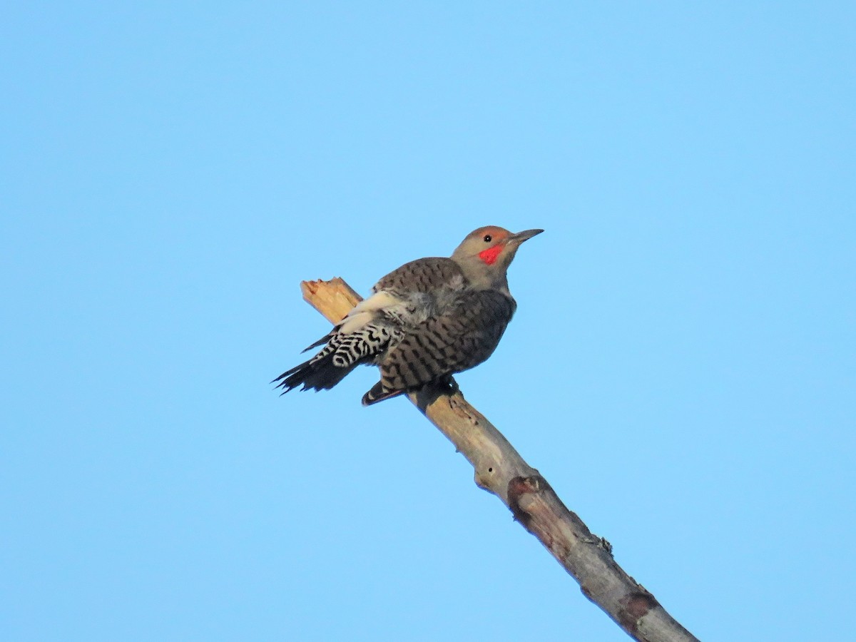 datel zlatý [skupina cafer] - ML646675665