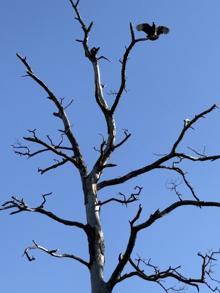 Black Vulture - ML646675666