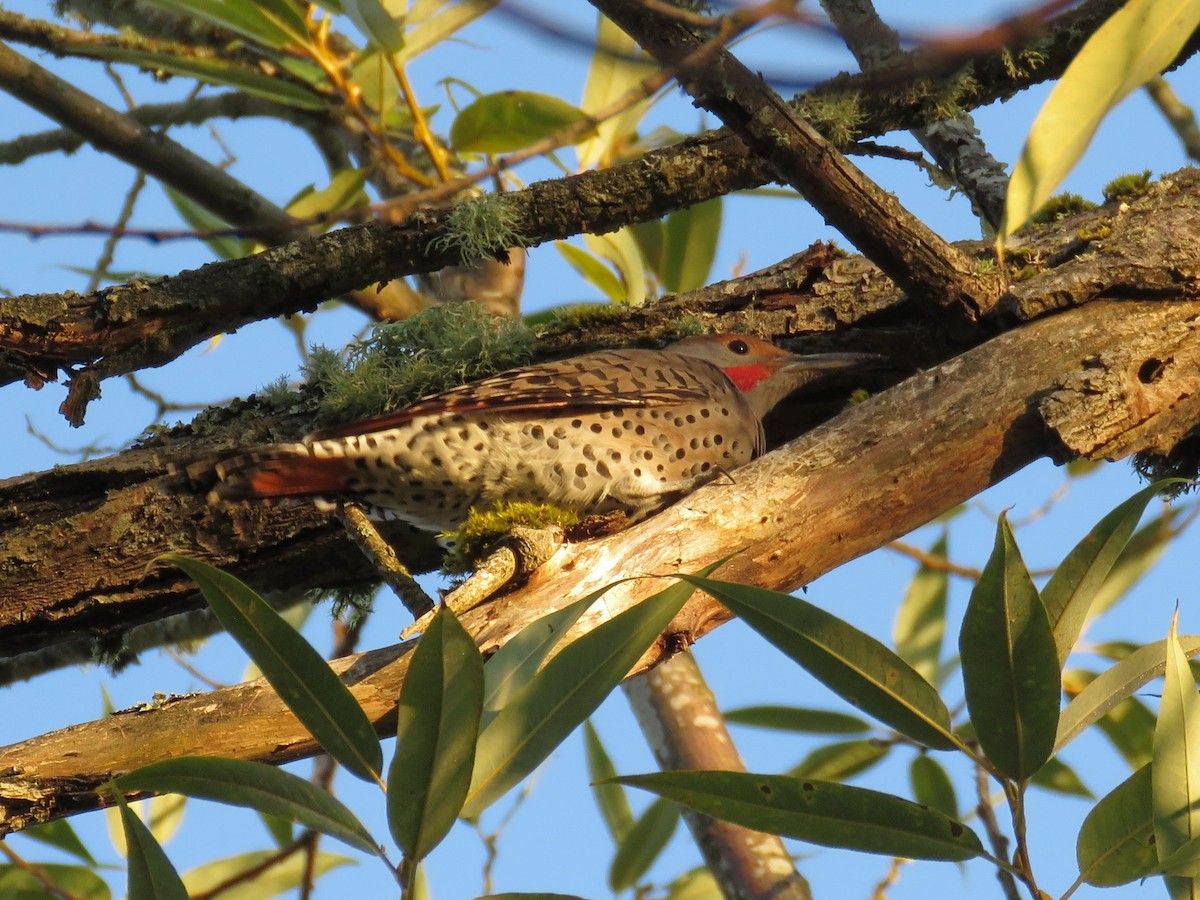 datel zlatý [skupina cafer] - ML646675667