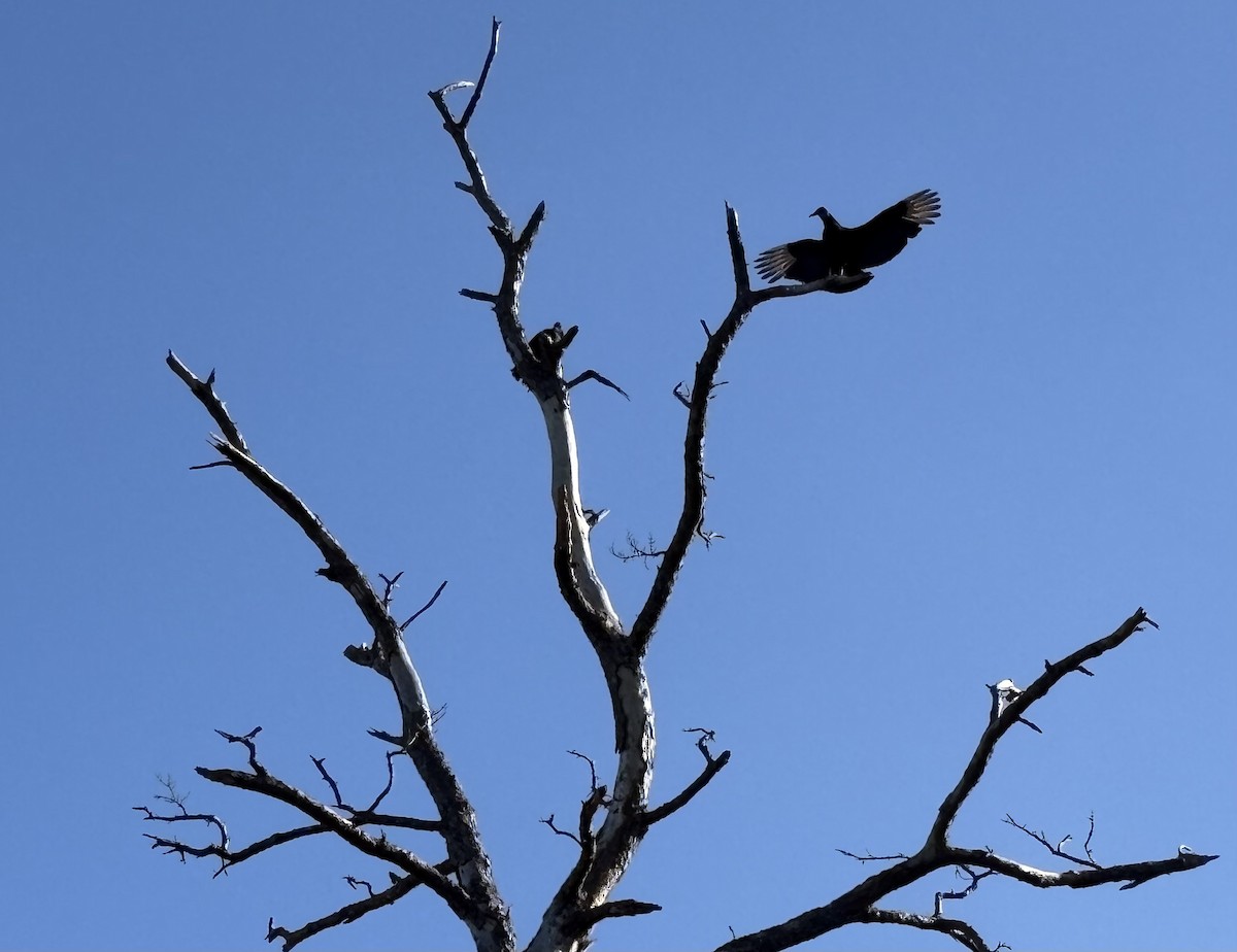 Black Vulture - ML646675668