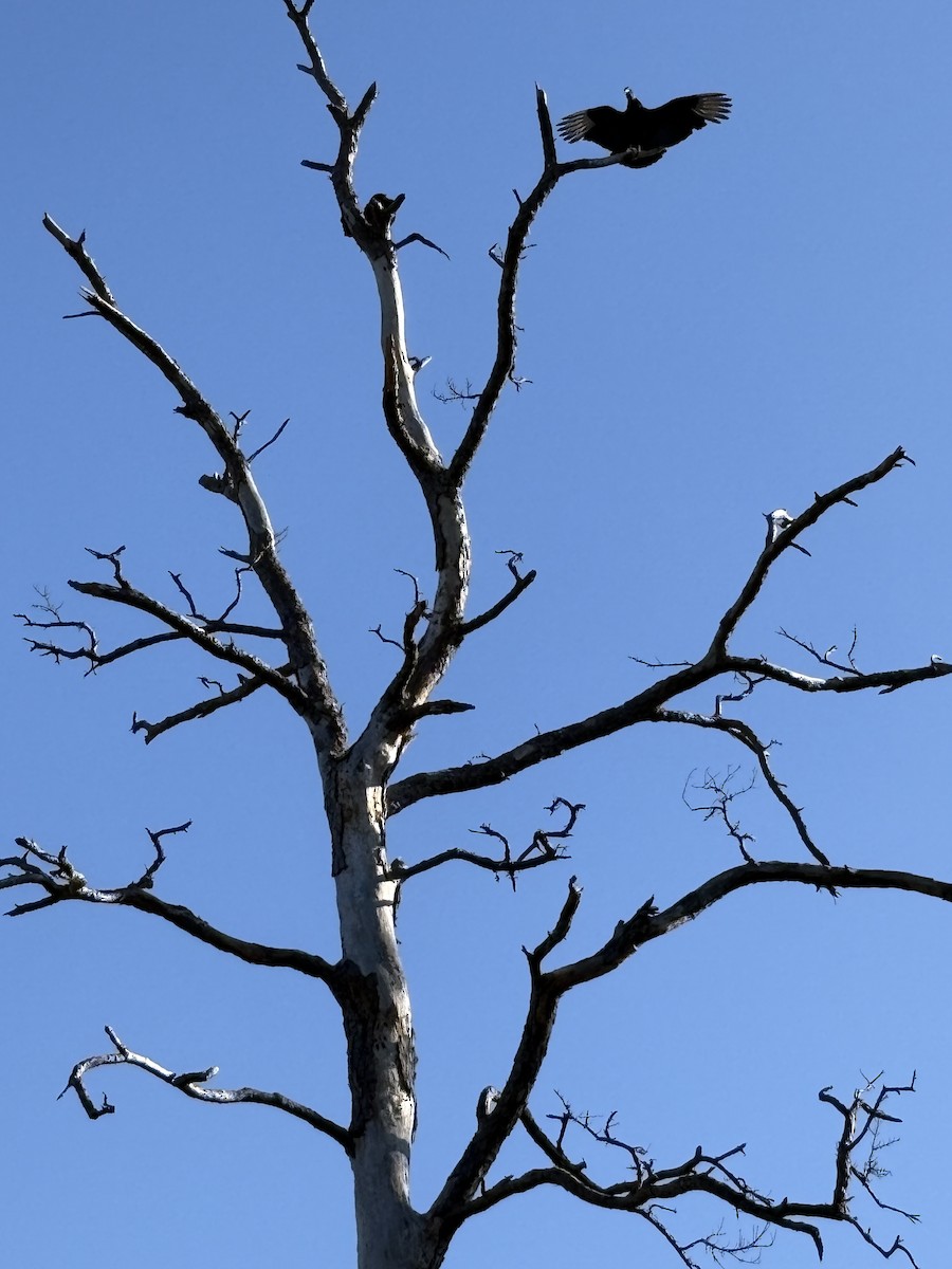 Black Vulture - ML646675669