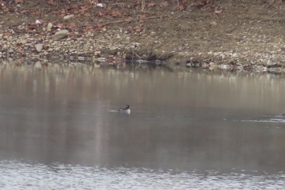 Bufflehead - ML646675672