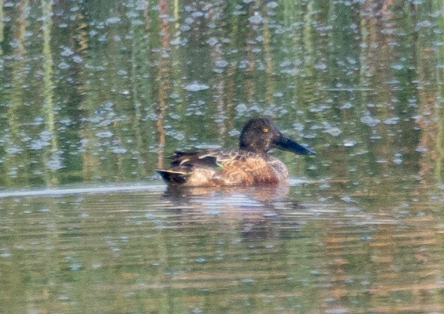Northern Shoveler - ML646675673