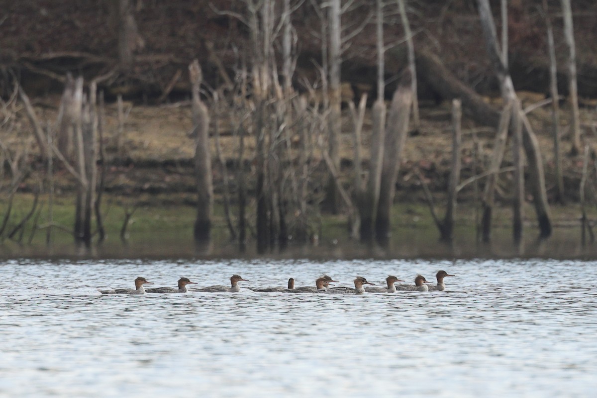 Zerra ertaina - ML646675674