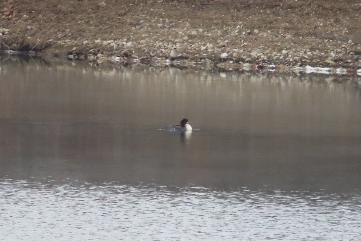 Common Merganser - ML646675675