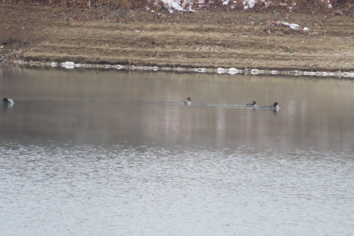 Common Merganser - ML646675678