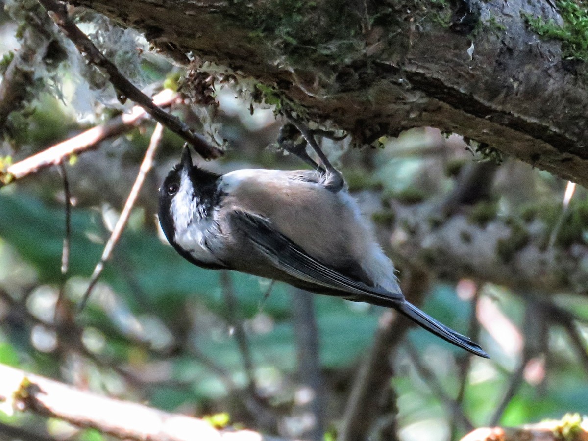 sýkora černohlavá - ML646675679