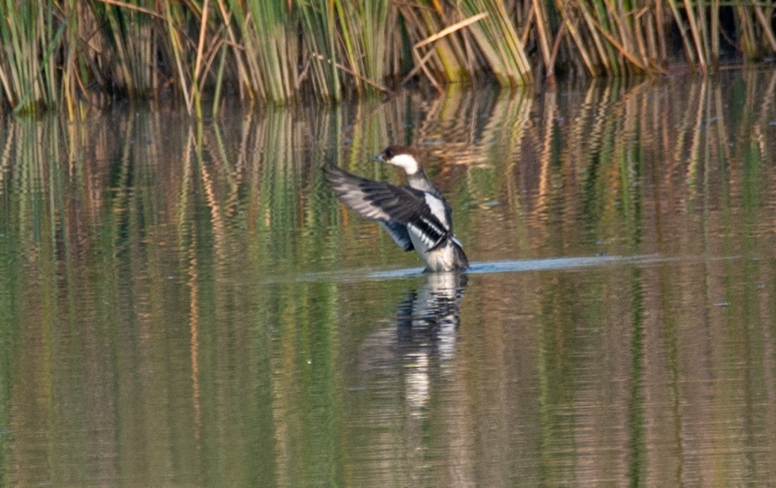 Smew - ML646675680