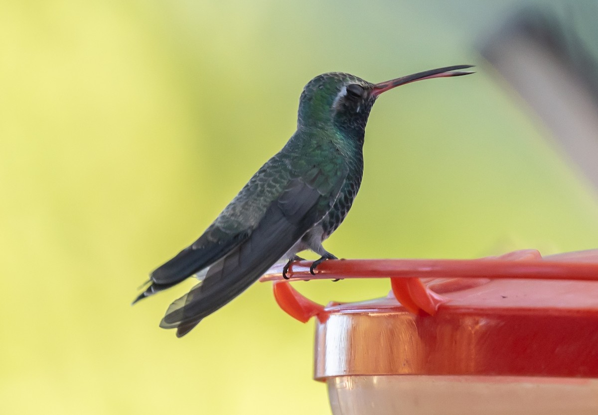 Broad-billed Hummingbird - ML646675682