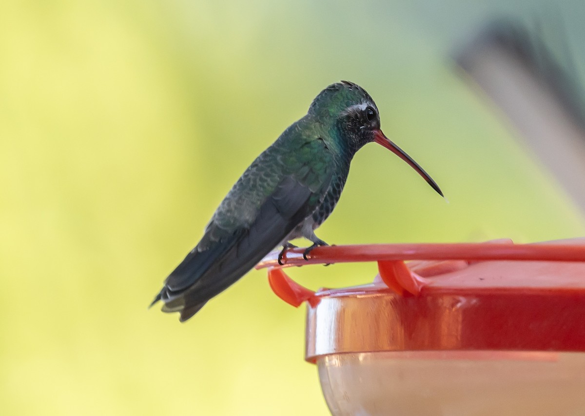 Broad-billed Hummingbird - ML646675683
