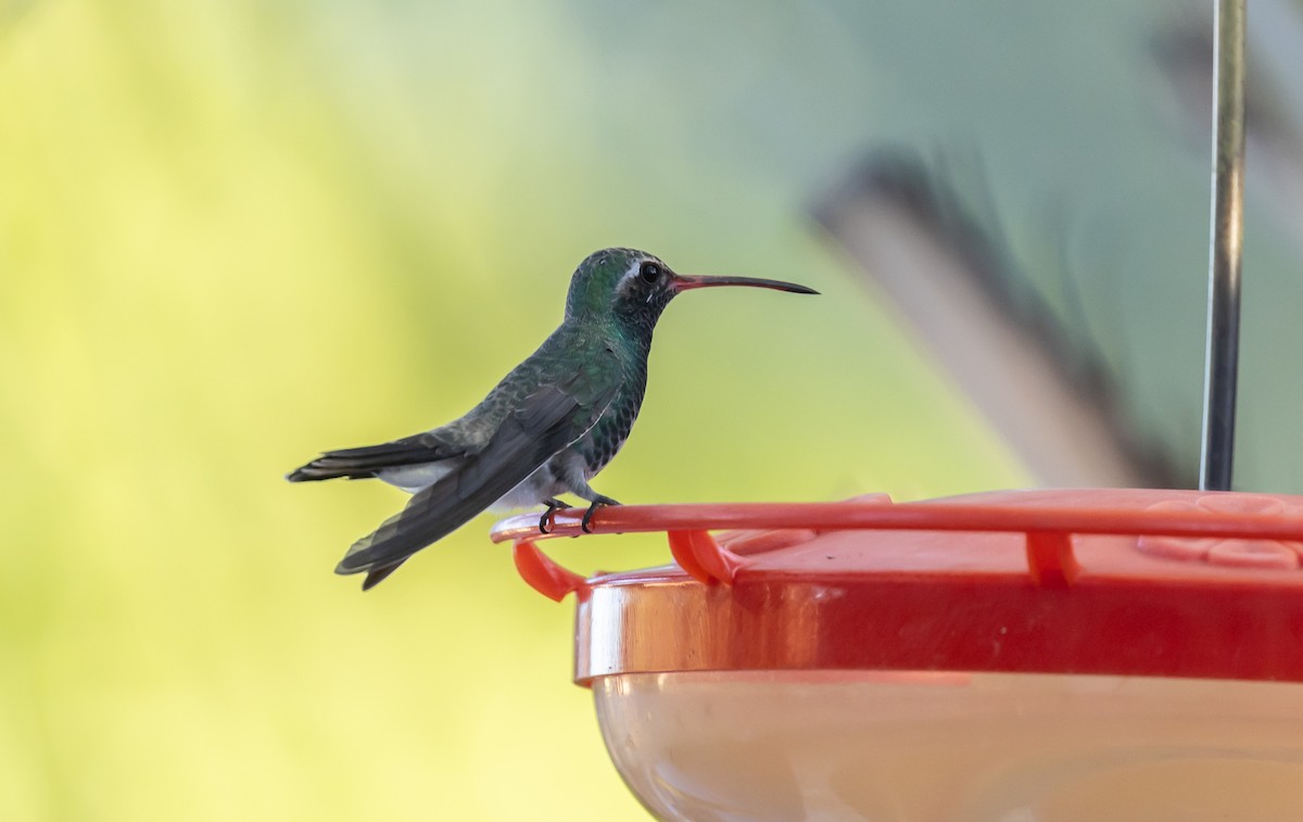 Broad-billed Hummingbird - ML646675685
