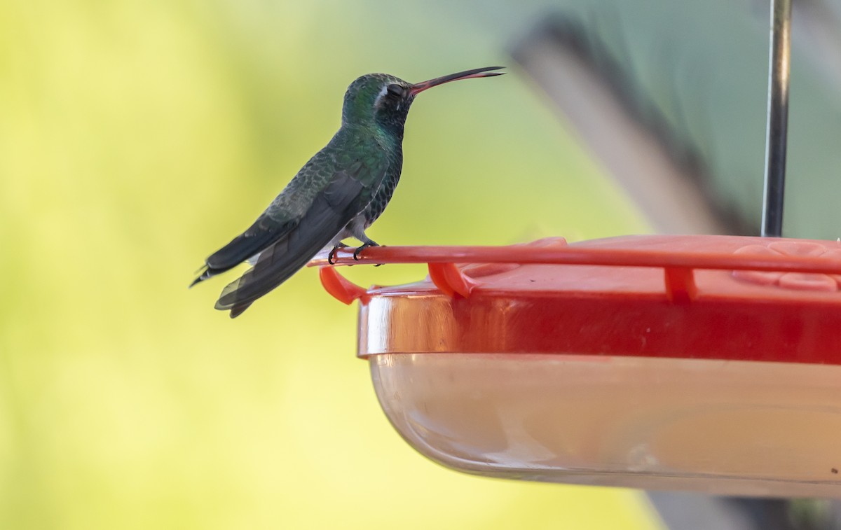 Broad-billed Hummingbird - ML646675692