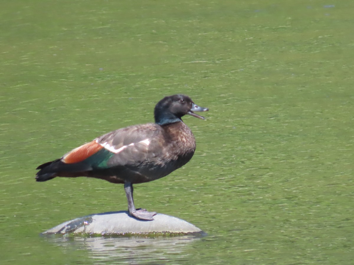 クロアカツクシガモ - ML646675695