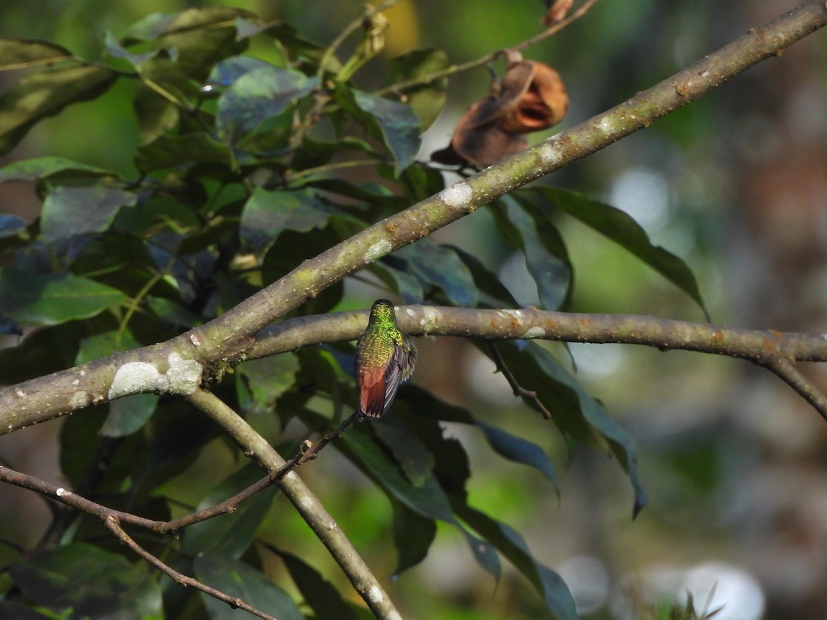 Rufous-tailed Hummingbird - ML646675698