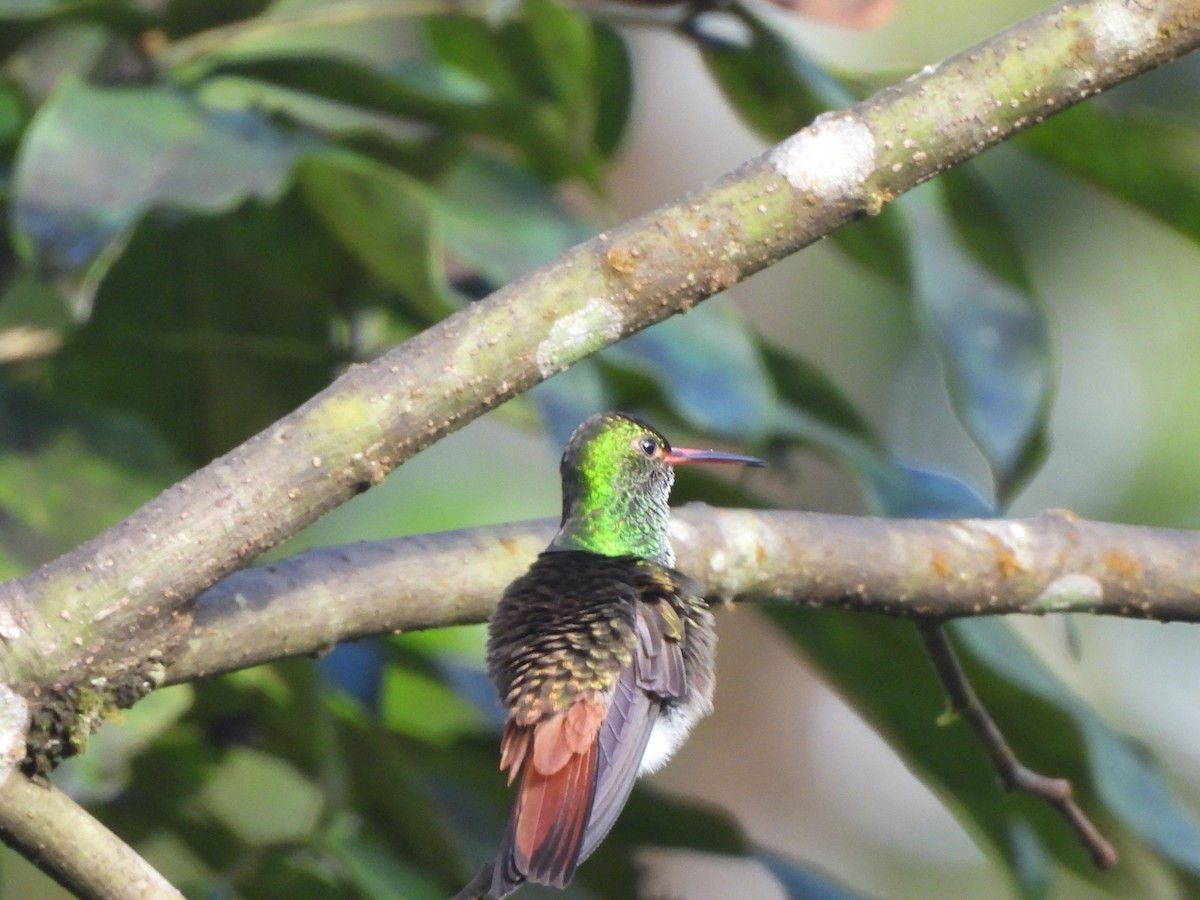Rufous-tailed Hummingbird - ML646675699