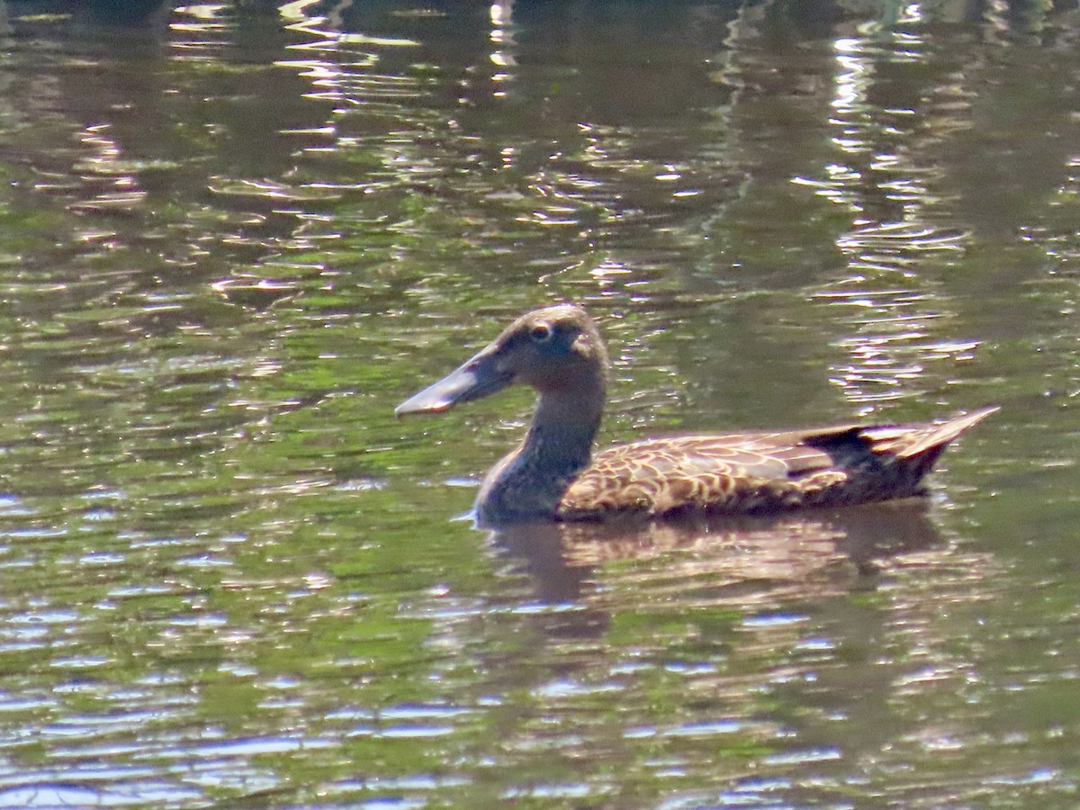 ミカヅキハシビロガモ - ML646675700