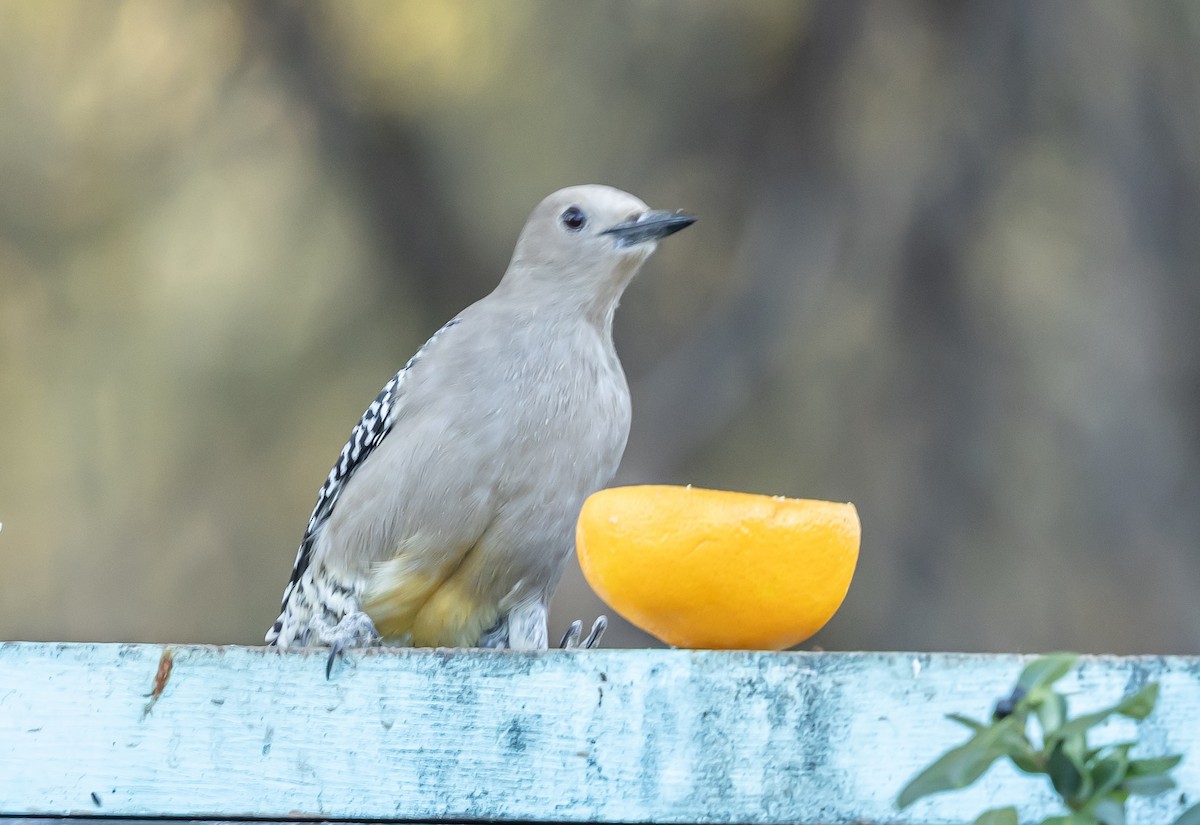 Gila Woodpecker - ML646675701