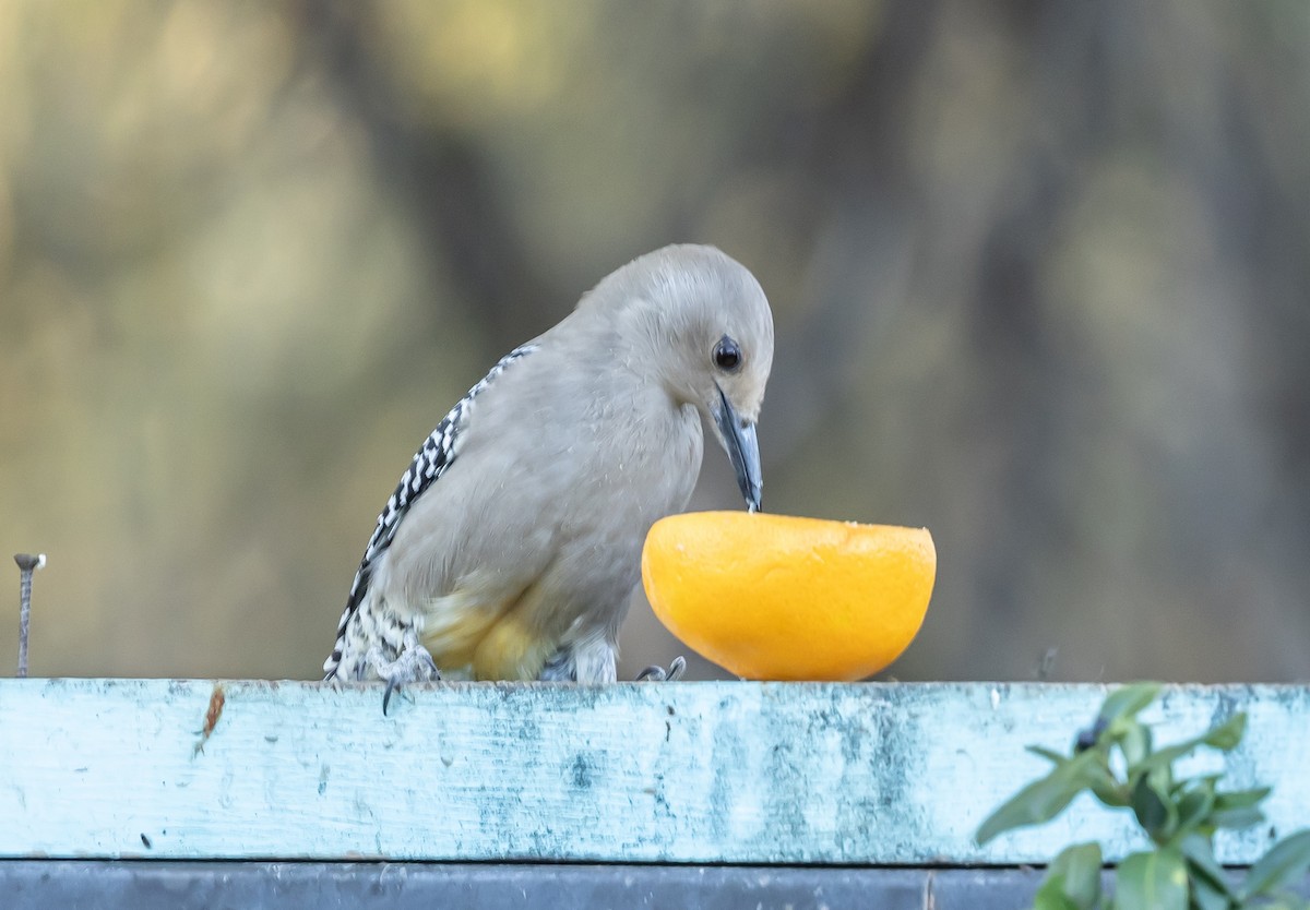 Gila Woodpecker - ML646675703
