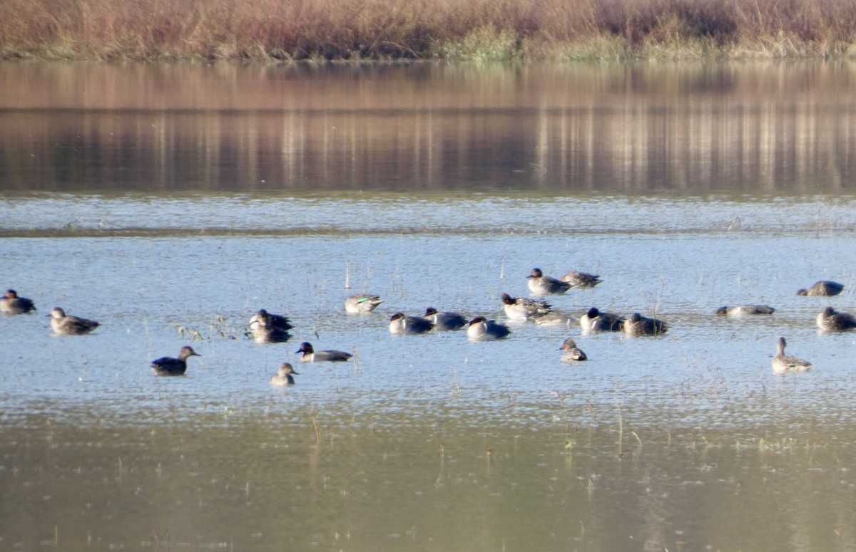 小水鴨 - ML646675706