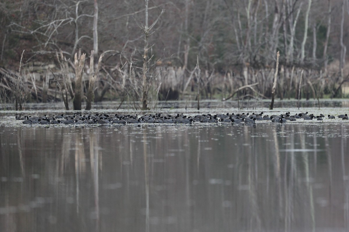 Focha Americana - ML646675707