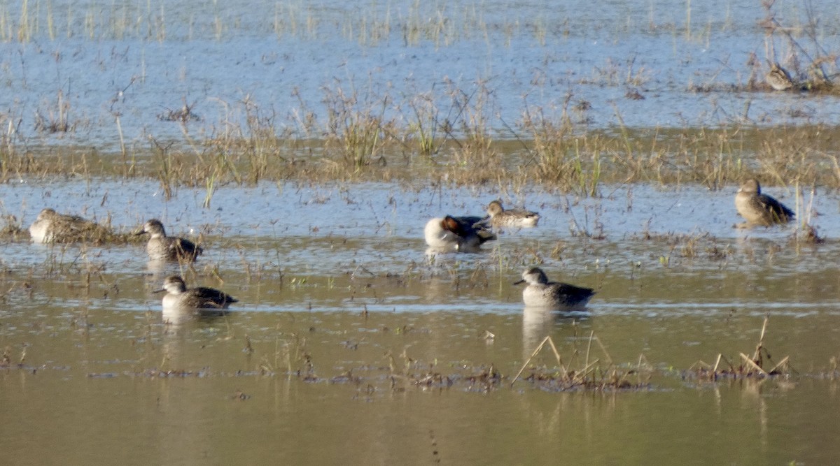 小水鴨 - ML646675711