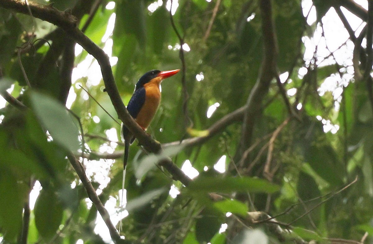 Buff-breasted Paradise-Kingfisher - ML646675712