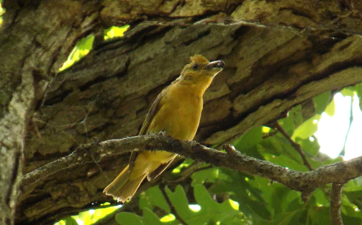 Summer Tanager - ML646675713