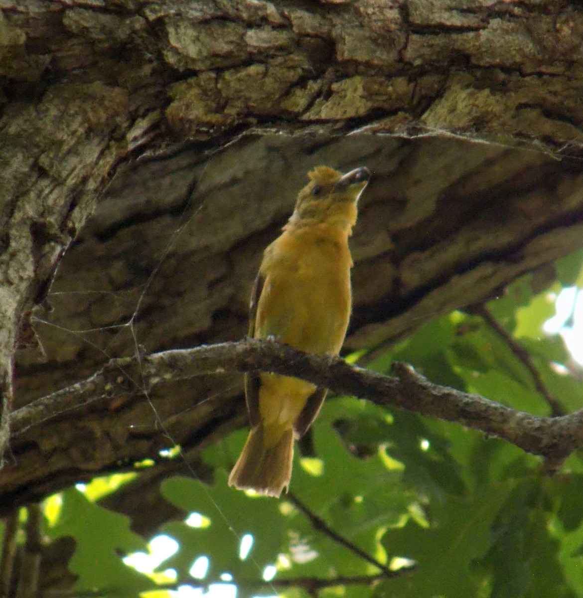 Summer Tanager - ML646675714