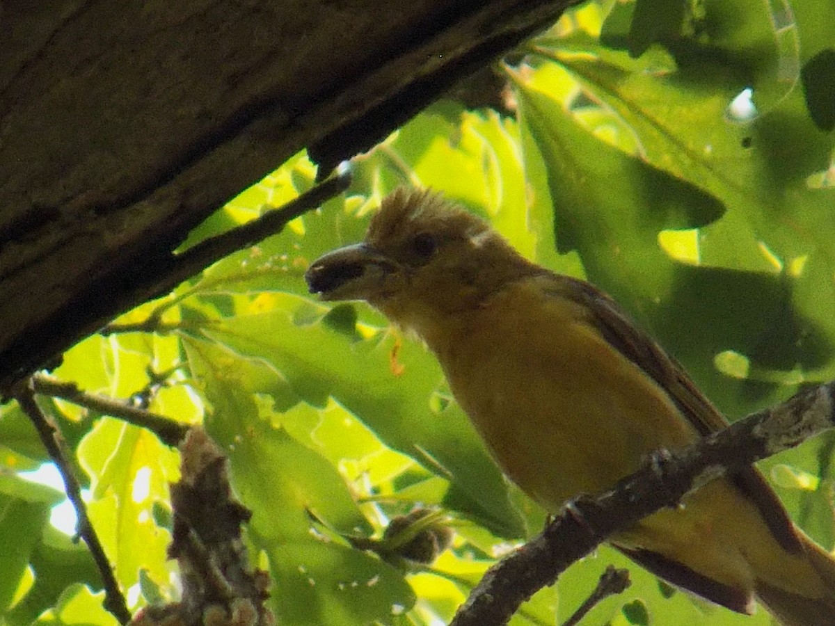 Summer Tanager - ML646675715