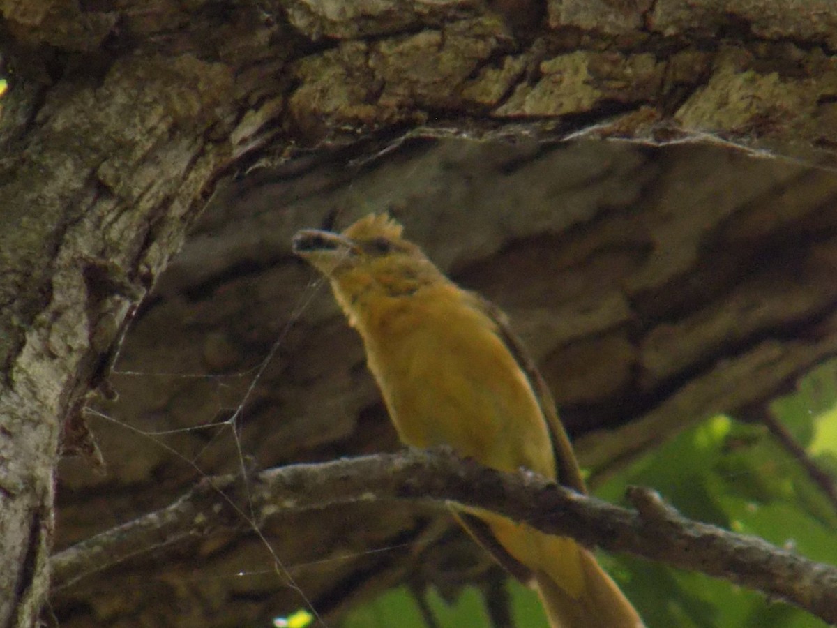 Summer Tanager - ML646675716