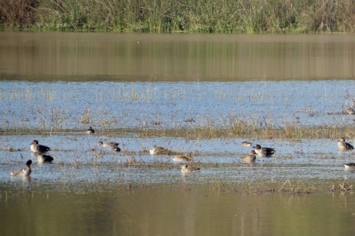 小水鴨 - ML646675717