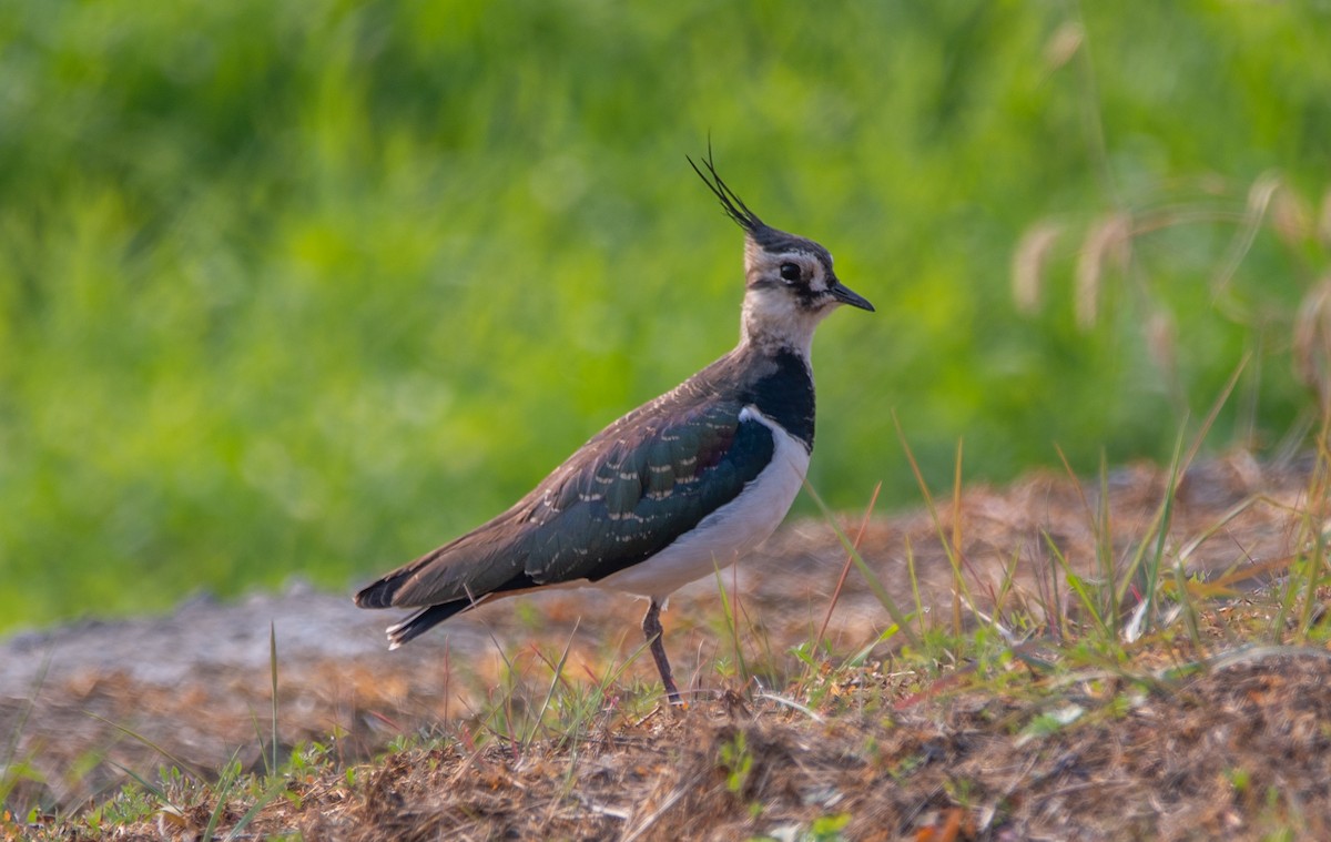 Northern Lapwing - ML646675718