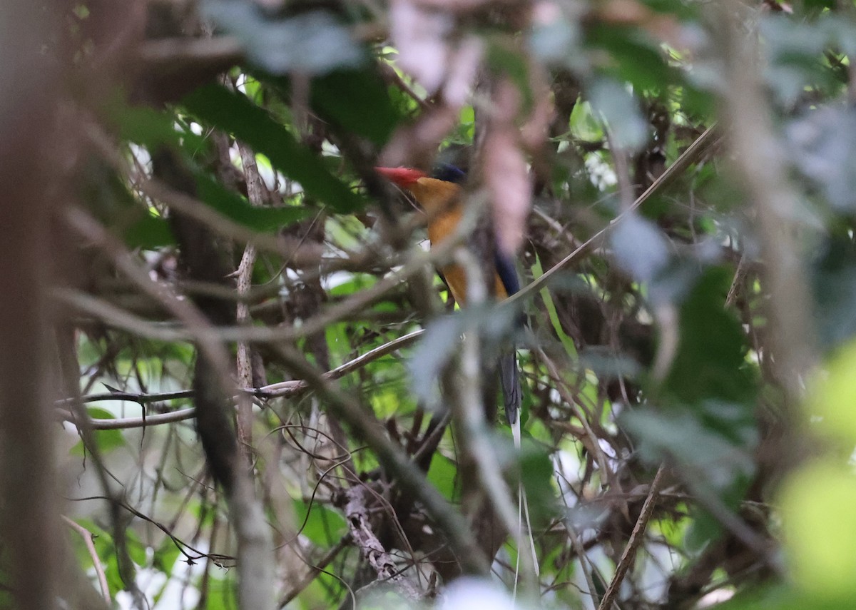 Buff-breasted Paradise-Kingfisher - ML646675719