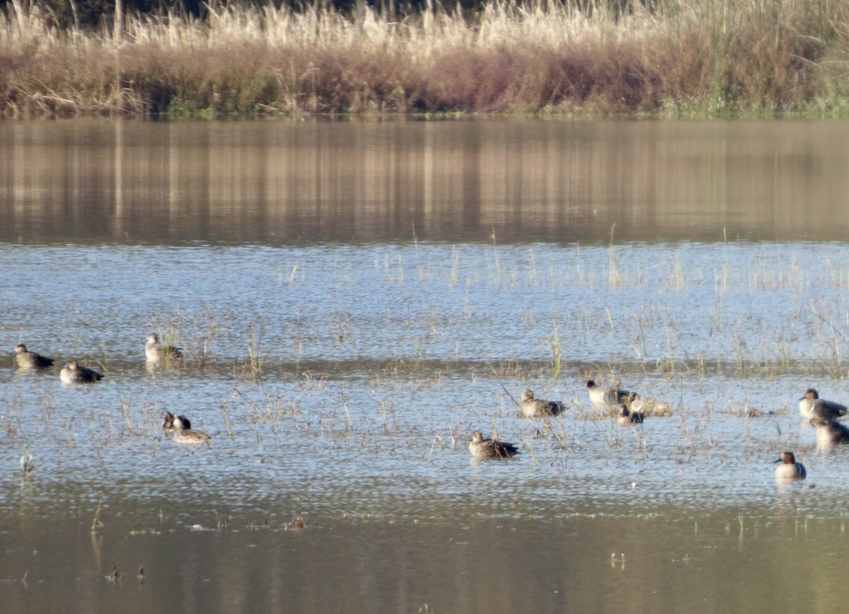 小水鴨 - ML646675720